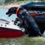 Great Day’s New Load-A-Pup! Great Day’s New Load-A-Pup!