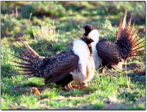 Recreation Group Urges Common Sense Approach To Grouse Management Recreation Group Urges Common Sense Approach To Grouse Management