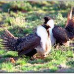 Recreation Group Urges Common Sense Approach To Grouse Management